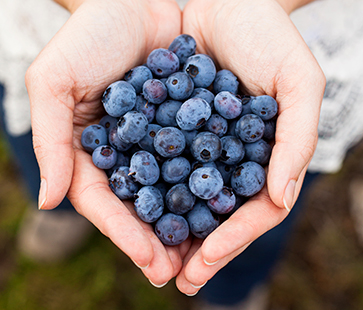 Quality Blueberry held in hands