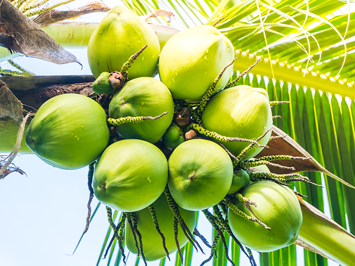 Young coconut on tree